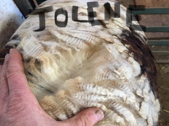 17054-Jolene-Fleece-1