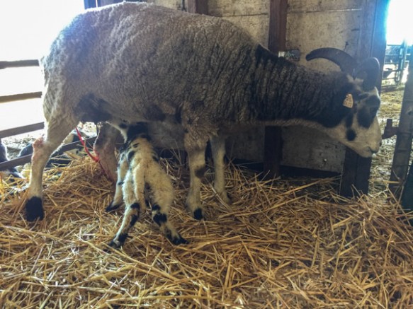 Foxy lambing-12