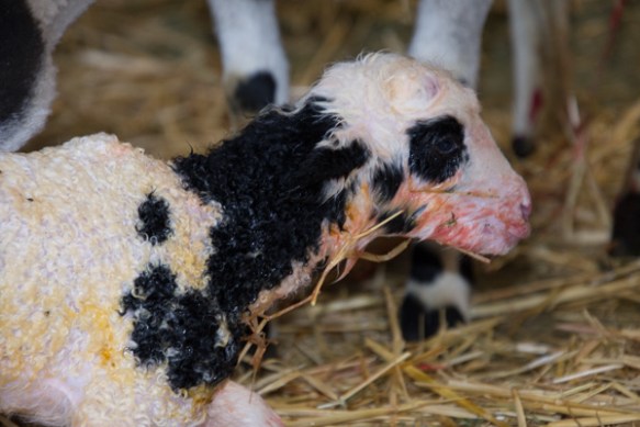 Sheena lambing-12