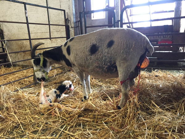 Sheena lambing-8