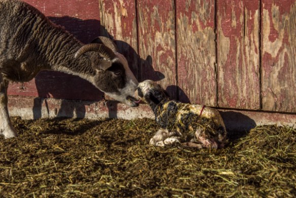 Shelby lambing-1
