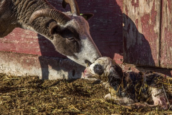 Shelby lambing-4