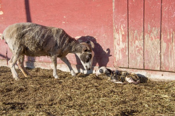 Shelby lambing-7