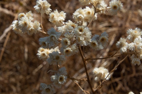 California Cudweed
