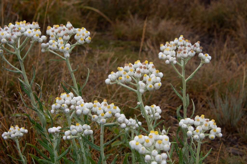 Pearly Everlasting