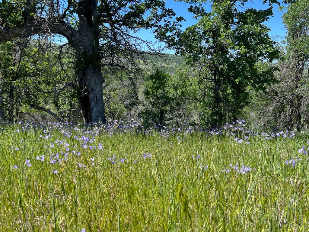 Purple wildflowers in green grass with oak trees behind.
