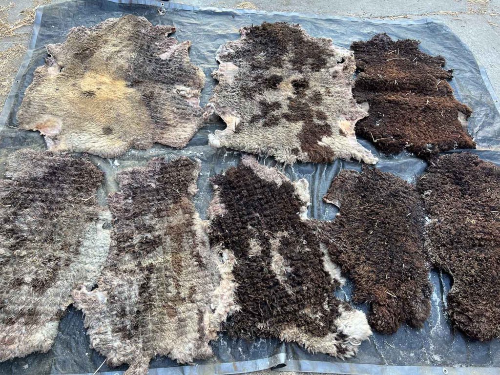 Salted lambskins on a tarp, ready to ship.