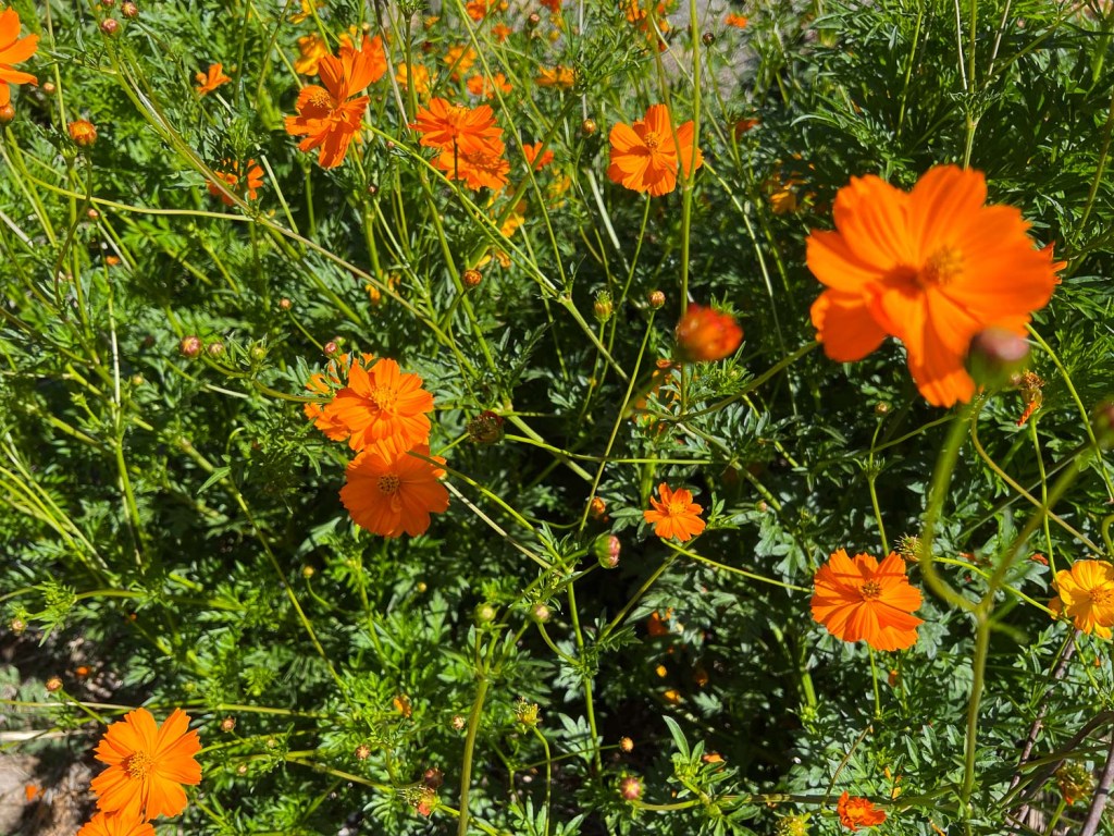 Orange cosmos flowers blooming  in the greenery.
