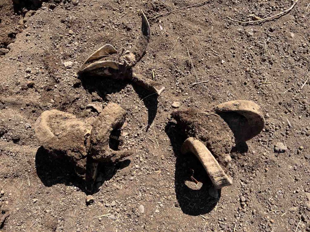 Horned sheep skulls after digging them out.