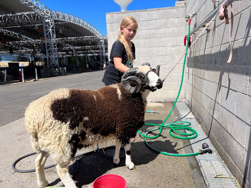 Girl washing horned ram that is tied in the wash stall at the fair.