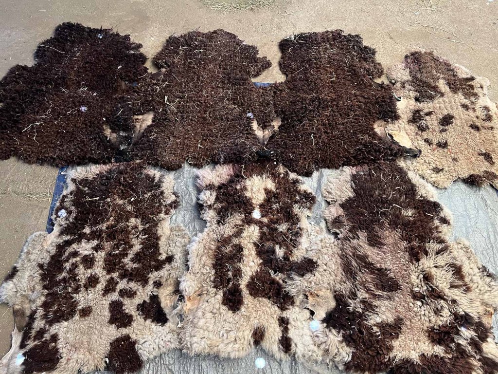 Three brown and four spotted sheepskins ready for tanning.
