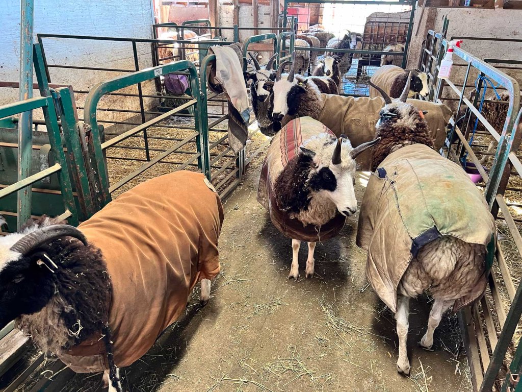 Horned sheep with sheep coats in the barn.