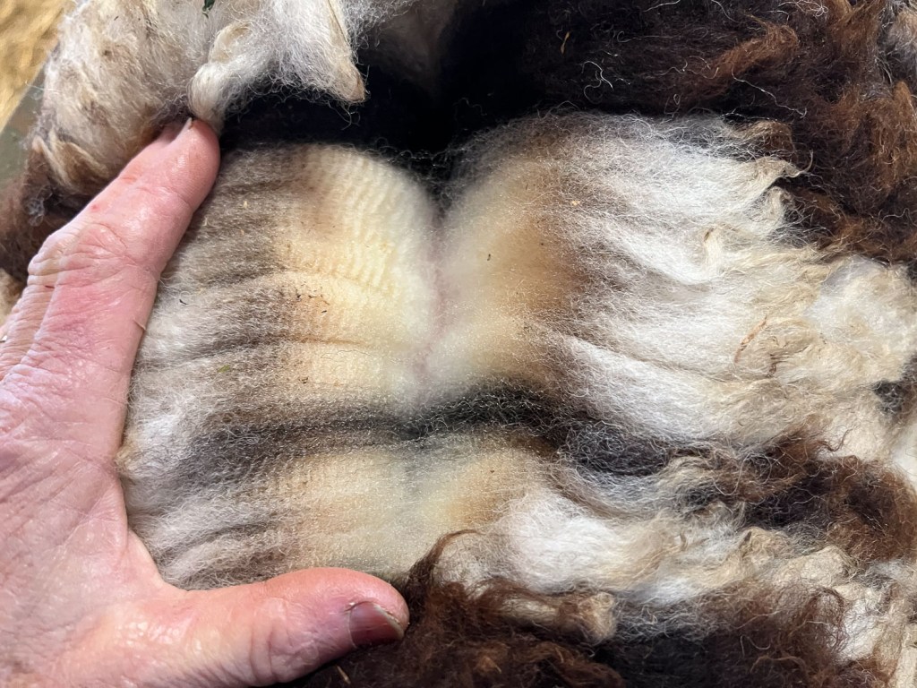 Close up of Jacob fleece parted at skin.