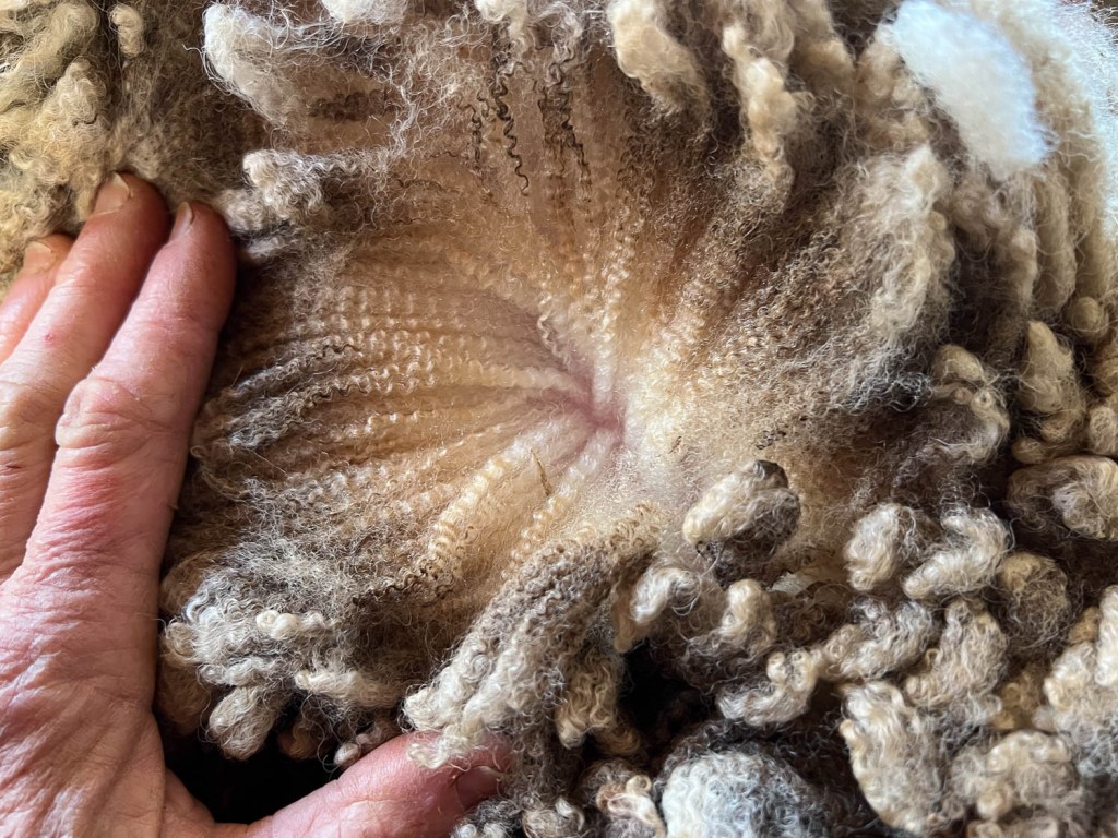 Close up of Jacob fleece parted at skin.