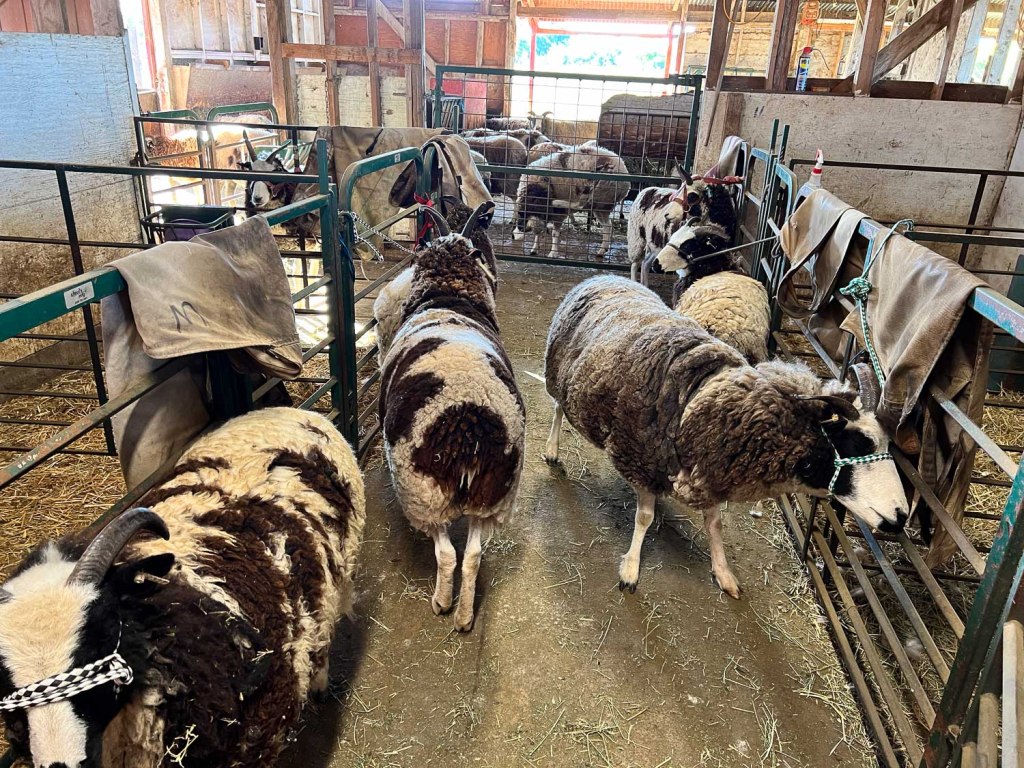 Spotted Jacob sheep tied to fence after removing coats.