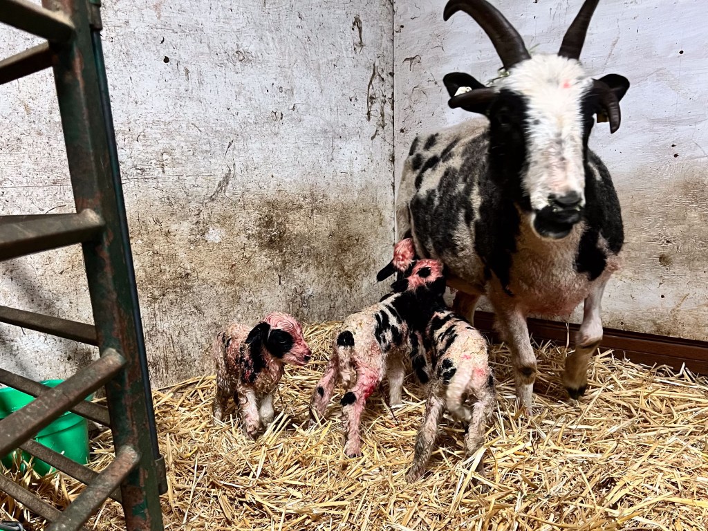 Jacob sheep with triplets