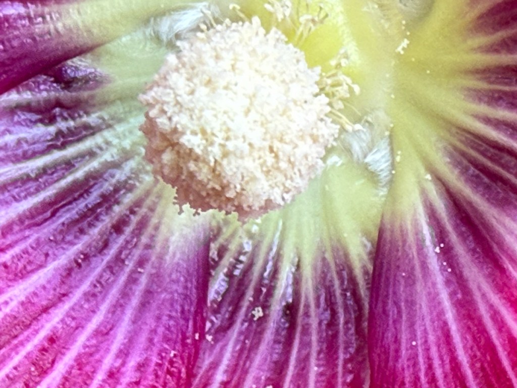 Close-up view of a flower's stamen with pink and yellow petals.