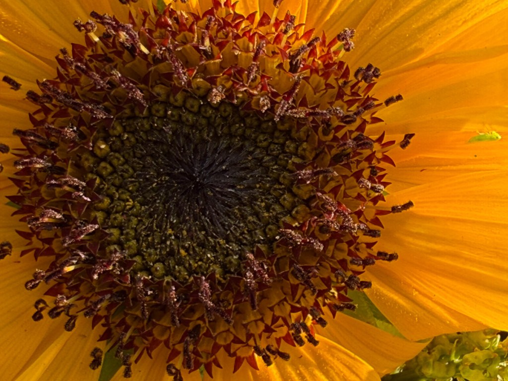 Close-up of a vibrant sunflower with thick yellow petals and a dark brown center.