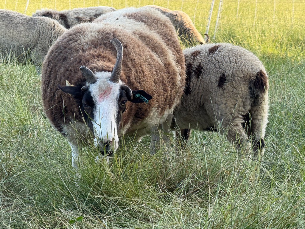 Close-up of a Jacob sheep with brown and white fleece standing in a field of tall grass.