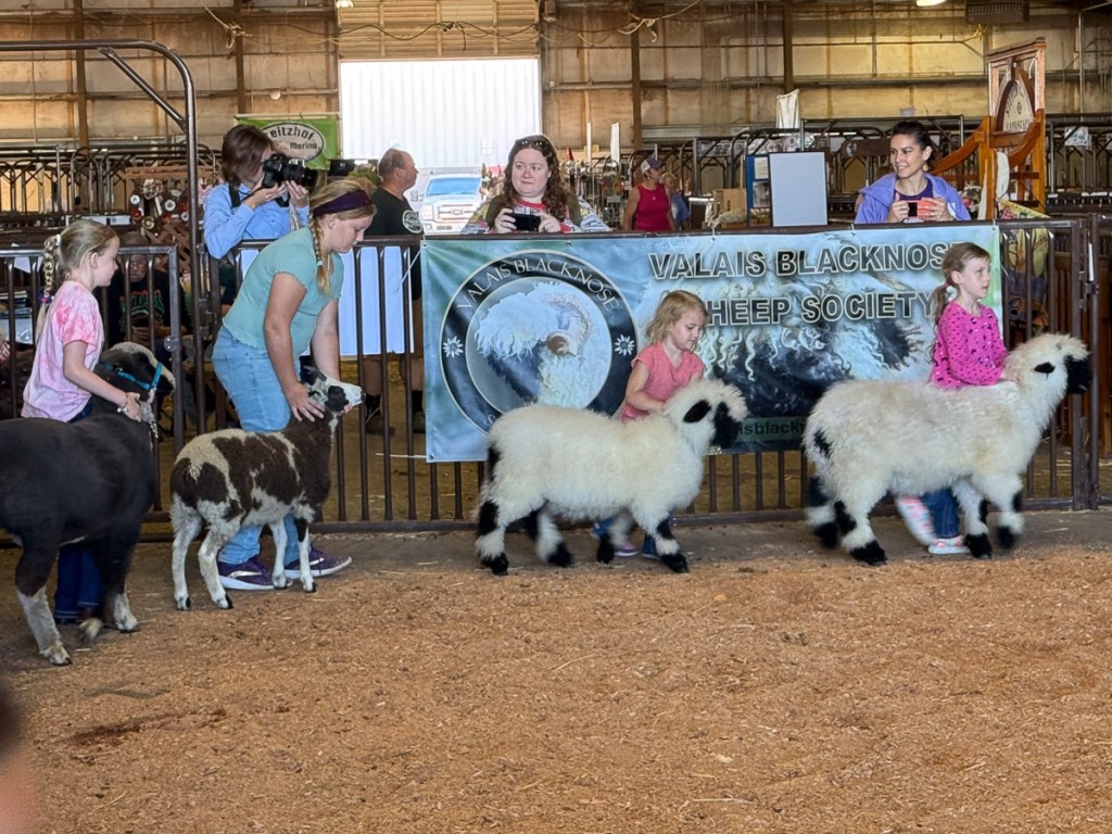 Four girls walking their sheep in a show ring.