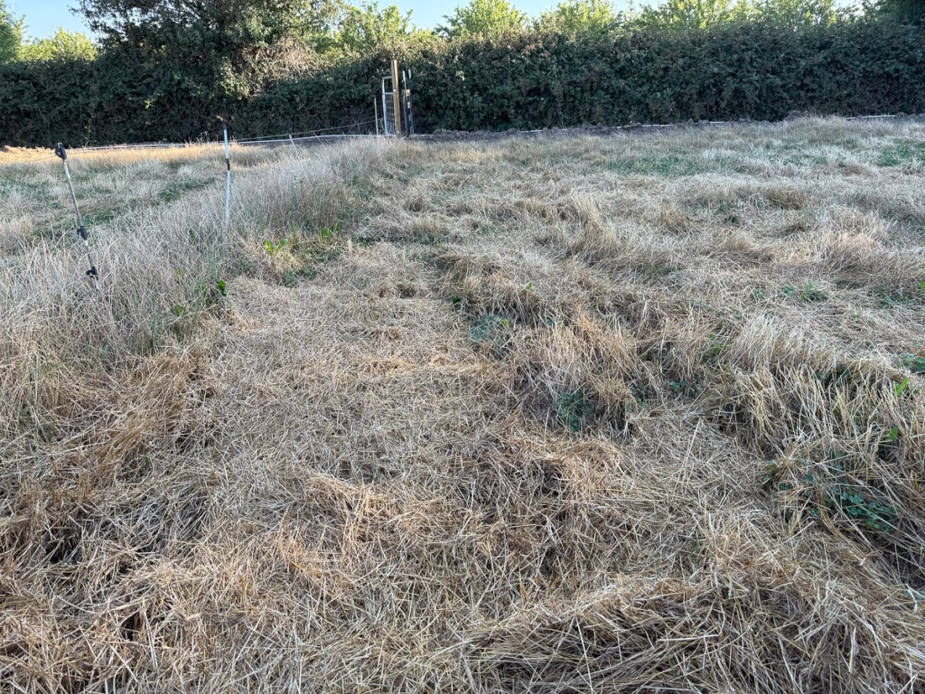 Pasture with tall dry grass.