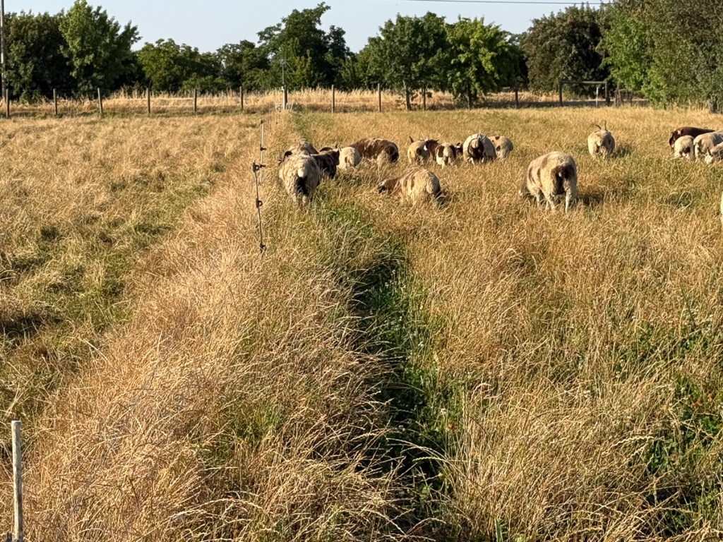 Sheep on pasture with orchard in background.