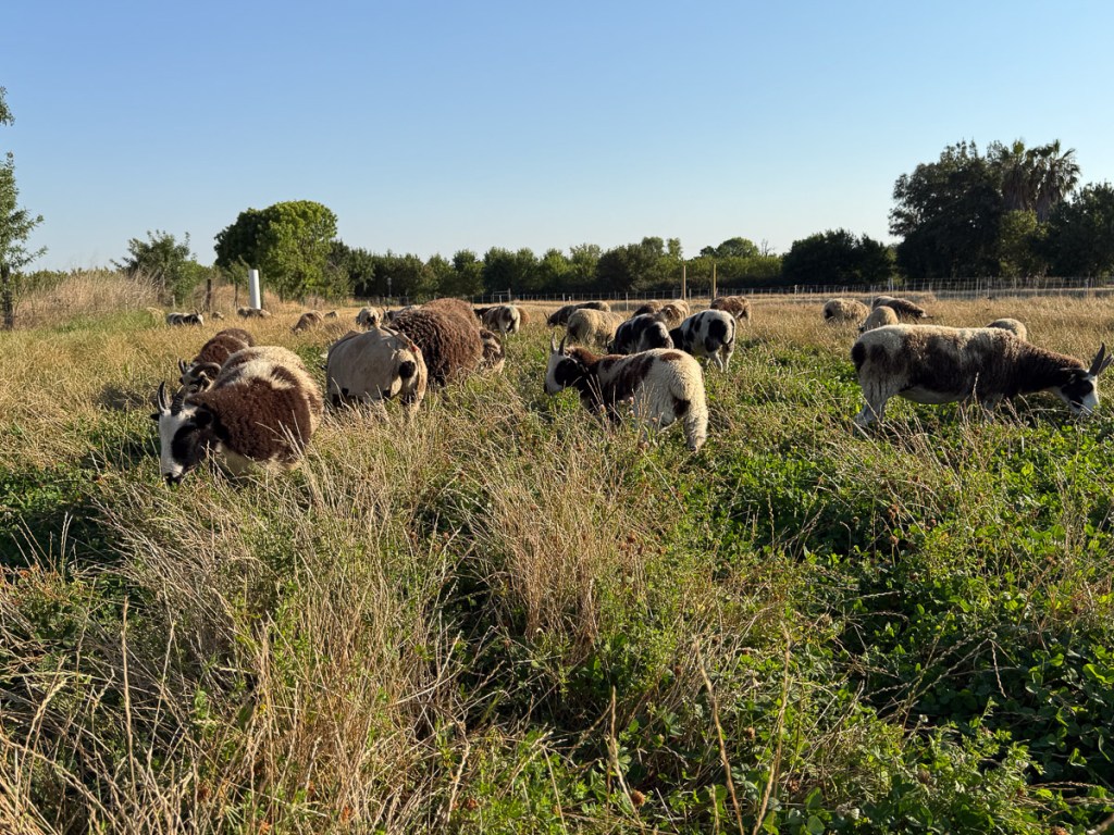 Jacob sheep grazing green clover and dry grass.