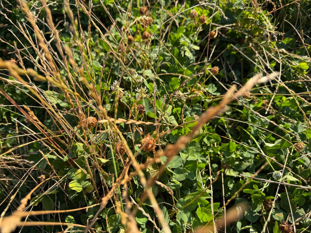 Close up view of green clover plants with white flowers