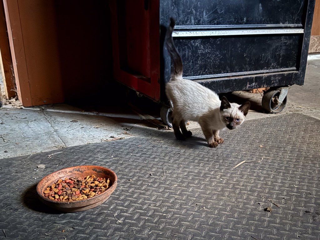 Kitten with Siamese markings near a bowl of cat food.