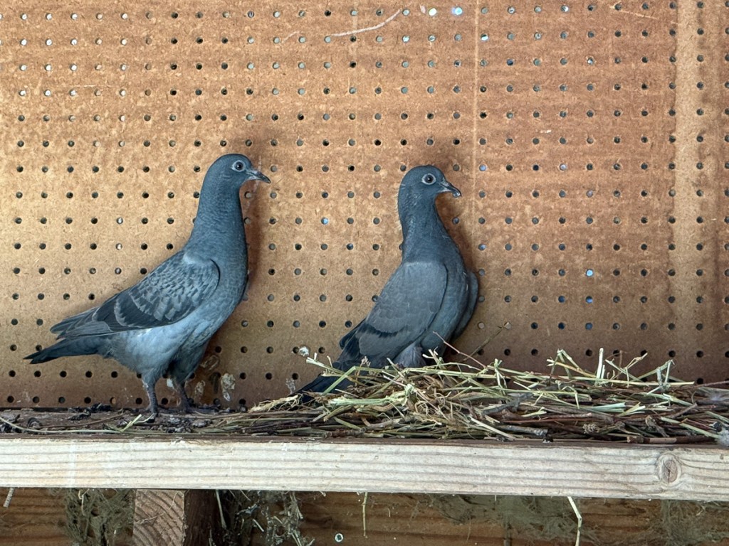 Two young pigeons on wood board in front of peg board.