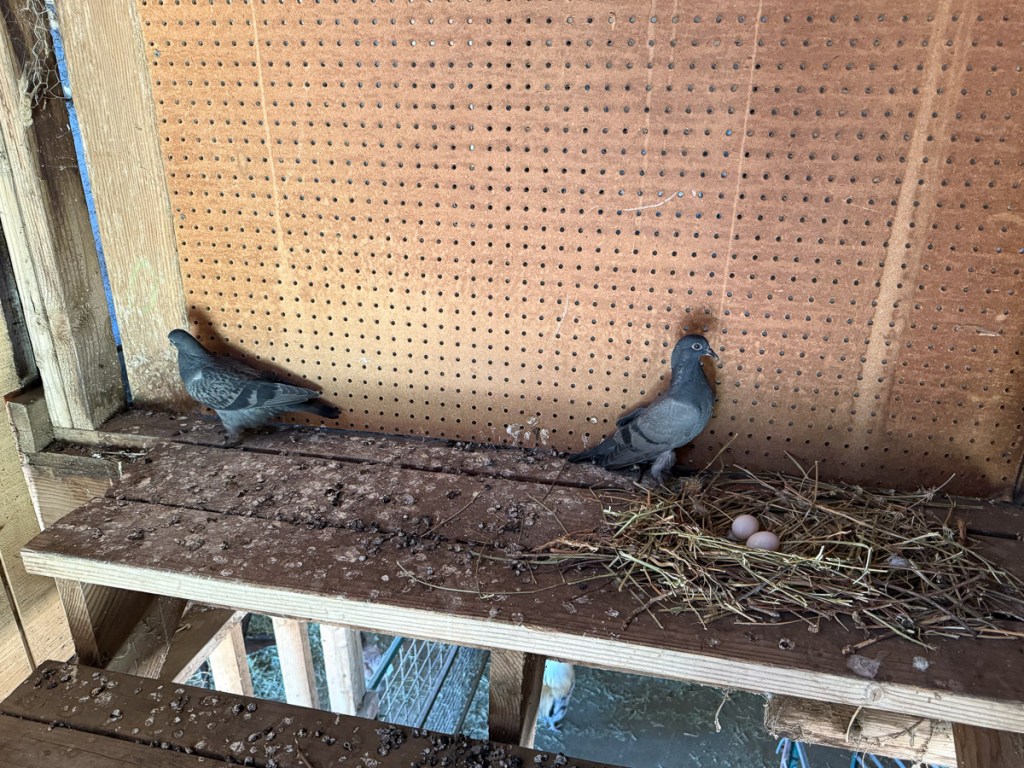 Two pigeons on wood step near a nest with two eggs.
