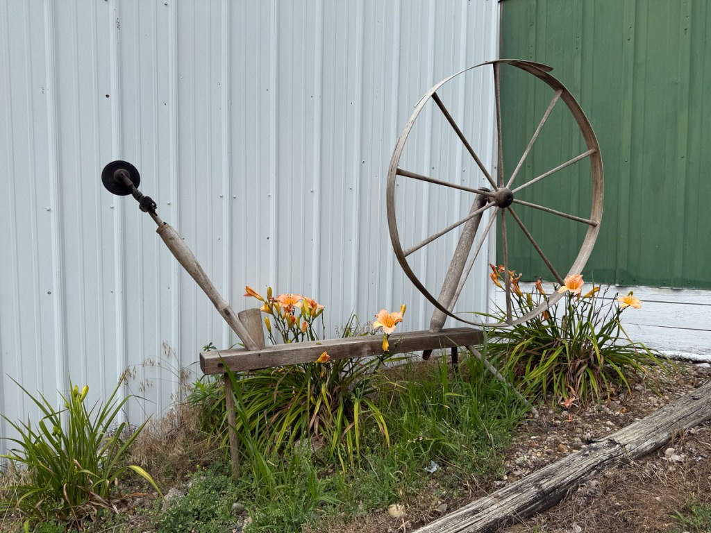 Old walking wheel outside the sheep barn with flowers in front.