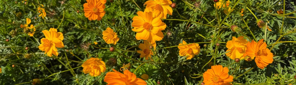 Orange cosmos flowers with green foliage.