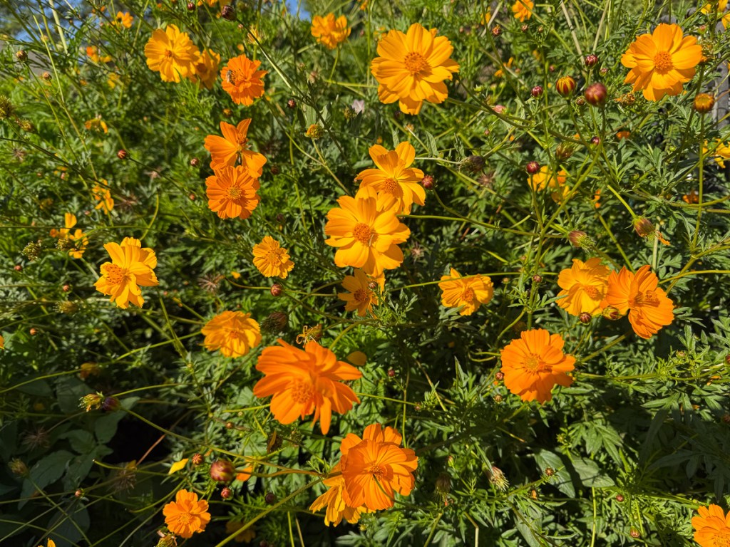 Bright orange cosmos flowers with green foliage.