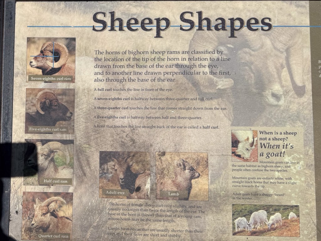 Sign about bighorn sheep horns with the title Sheep Shapes.