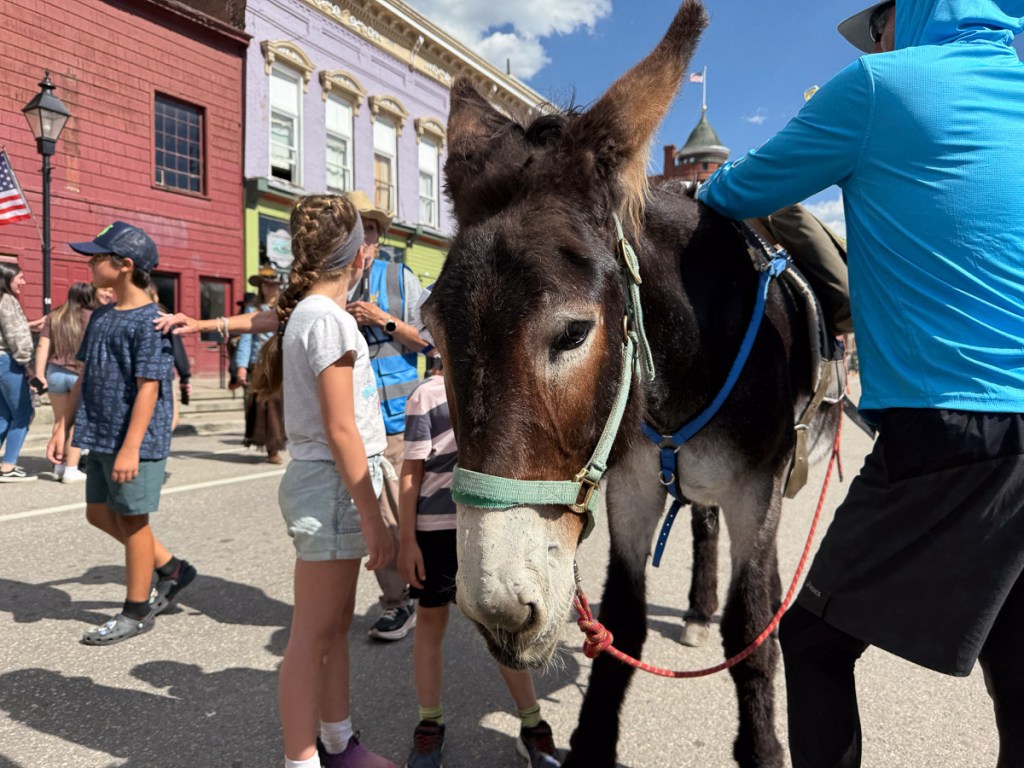 Head view of burro with green halter and handler with blue sweatshirt.