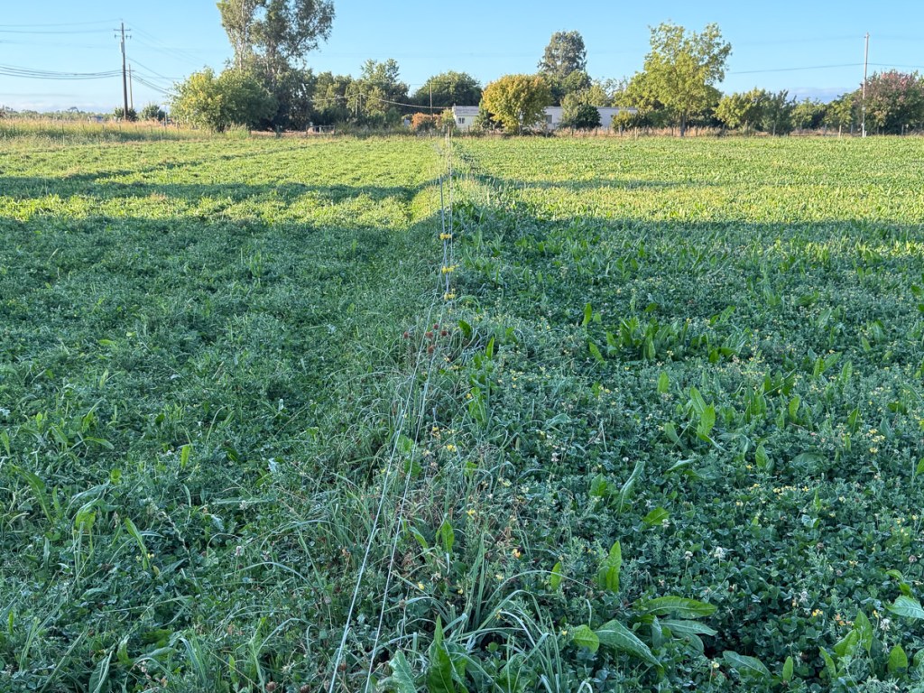 Green pasture with fence down middle. One side has been grazed and one side as not.