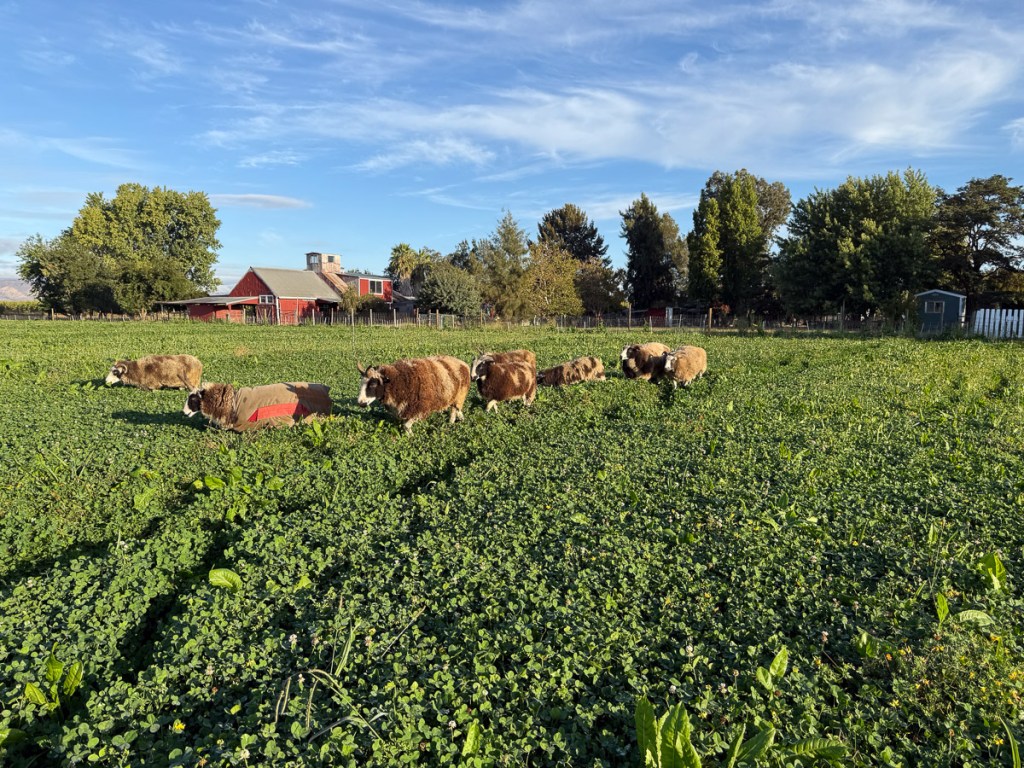 Sheep grazing green pasture with blue sky and red barn behind. 