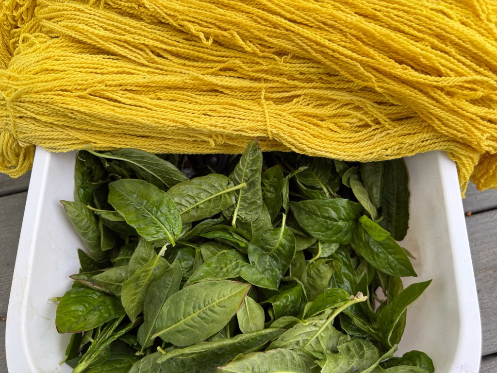 Harvested indigo leaves in white tub with yellow yarn on top.