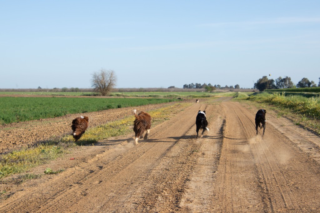 Four dogs running on the dirt road. Two dogs are black and two are red.