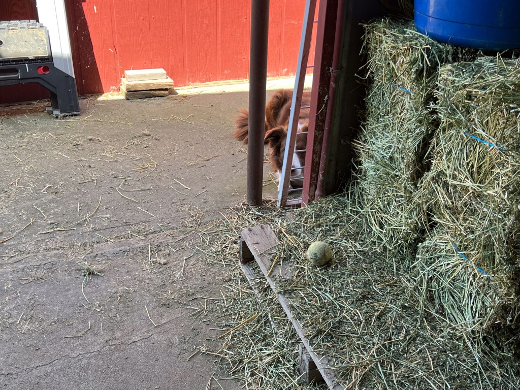 Border collie staring at a tennis ball on a pallet in front of alfalfa.
