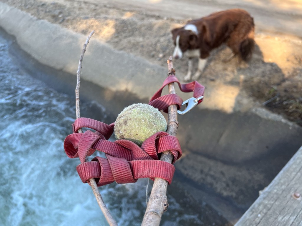 Tennis ball in a net made of the leash wrapped around a forked stick. Border collie in the background.
