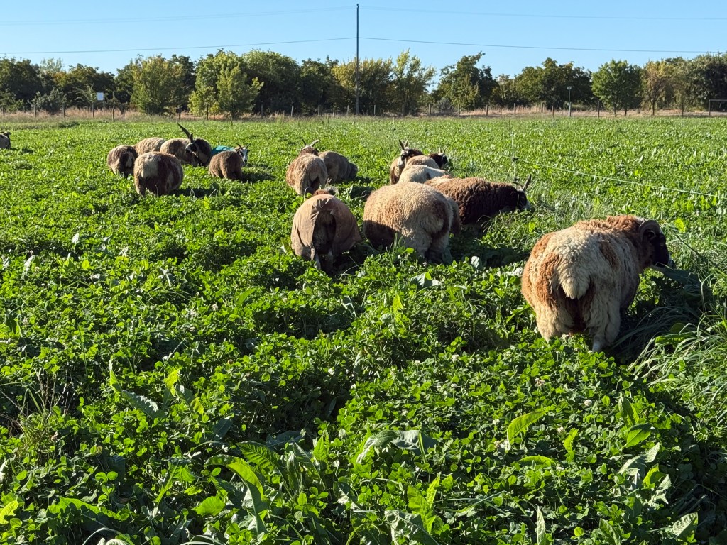 Thick green clover and chicory pasture with Jacob sheep grazing.