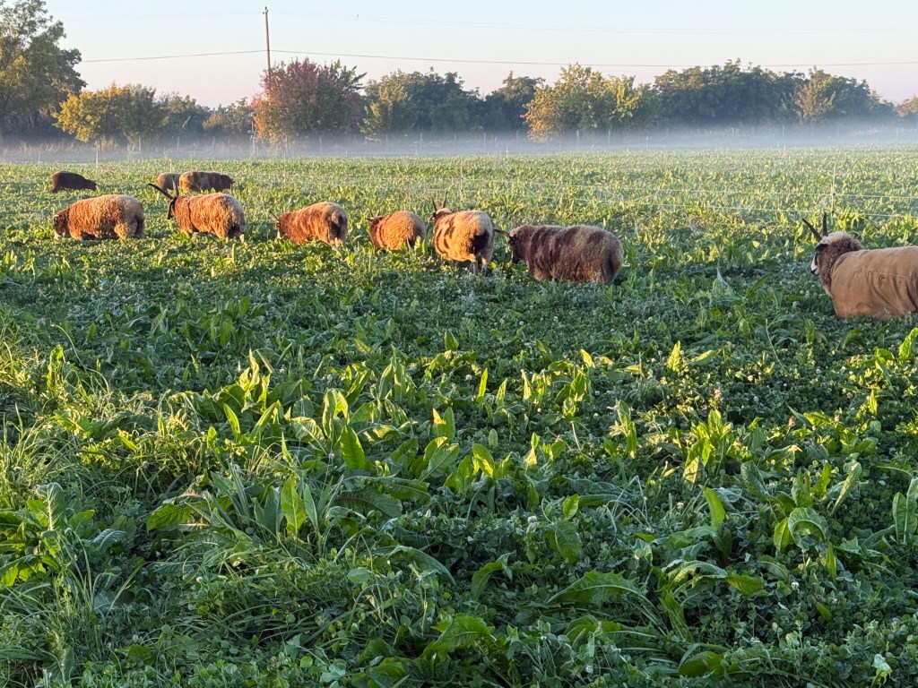 Jacob sheep walking out into pasture of clover and chicory with morning mist.