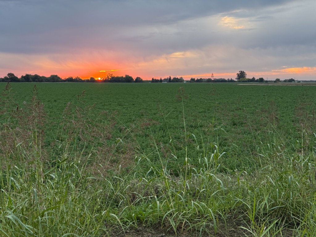 Sunrise with cloudy sky over alfalfa field.