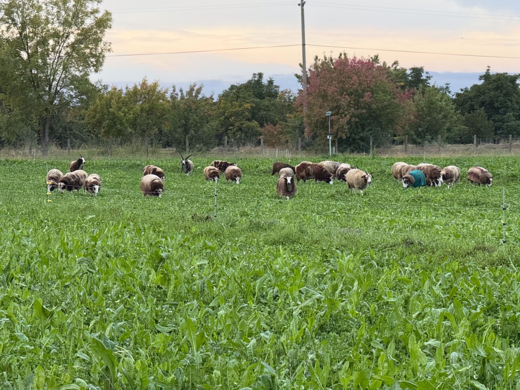 Jacob sheep in green pasture.