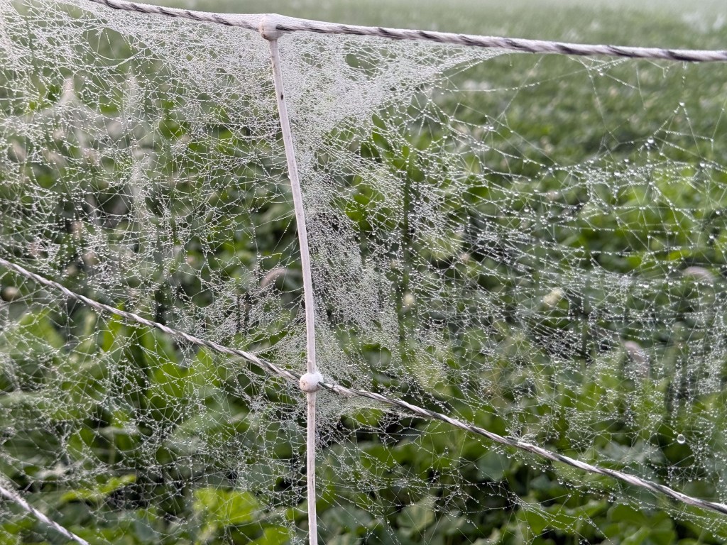 Green pasture seen through electric net fence covered with spider webs.