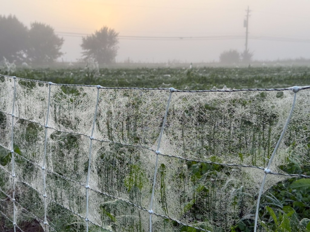 Net fence covered with dewy spiderwebs at sunrise.