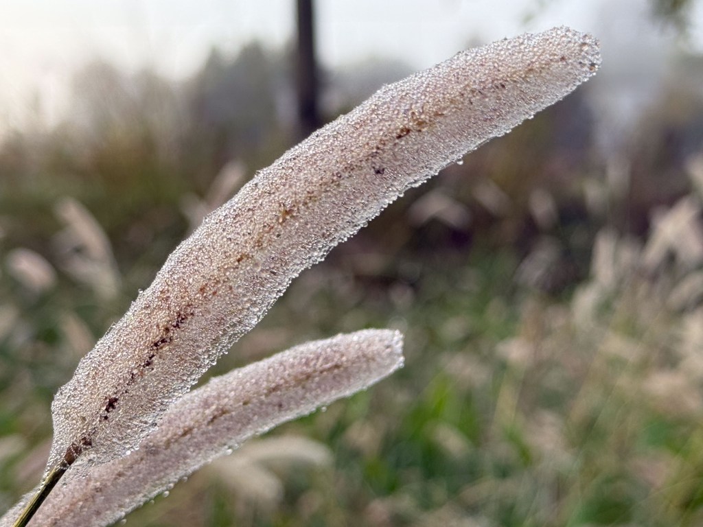 Seed head of grass coated with dew.