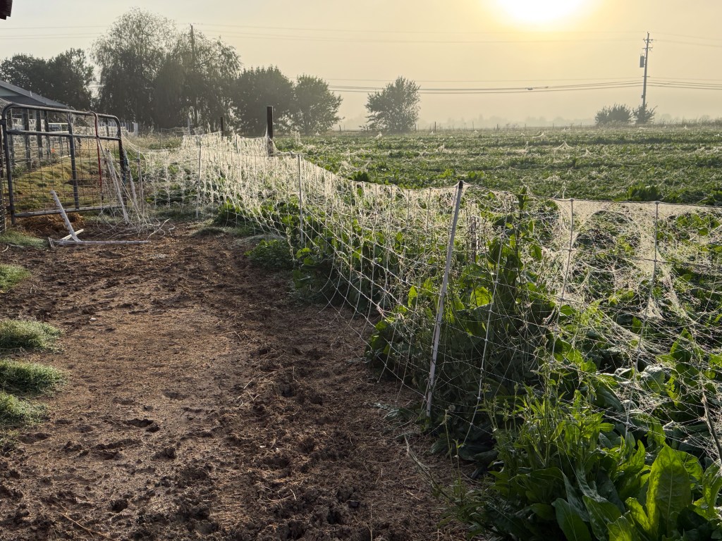 Sunrise with few of spiderwebs on fence covered with dew.